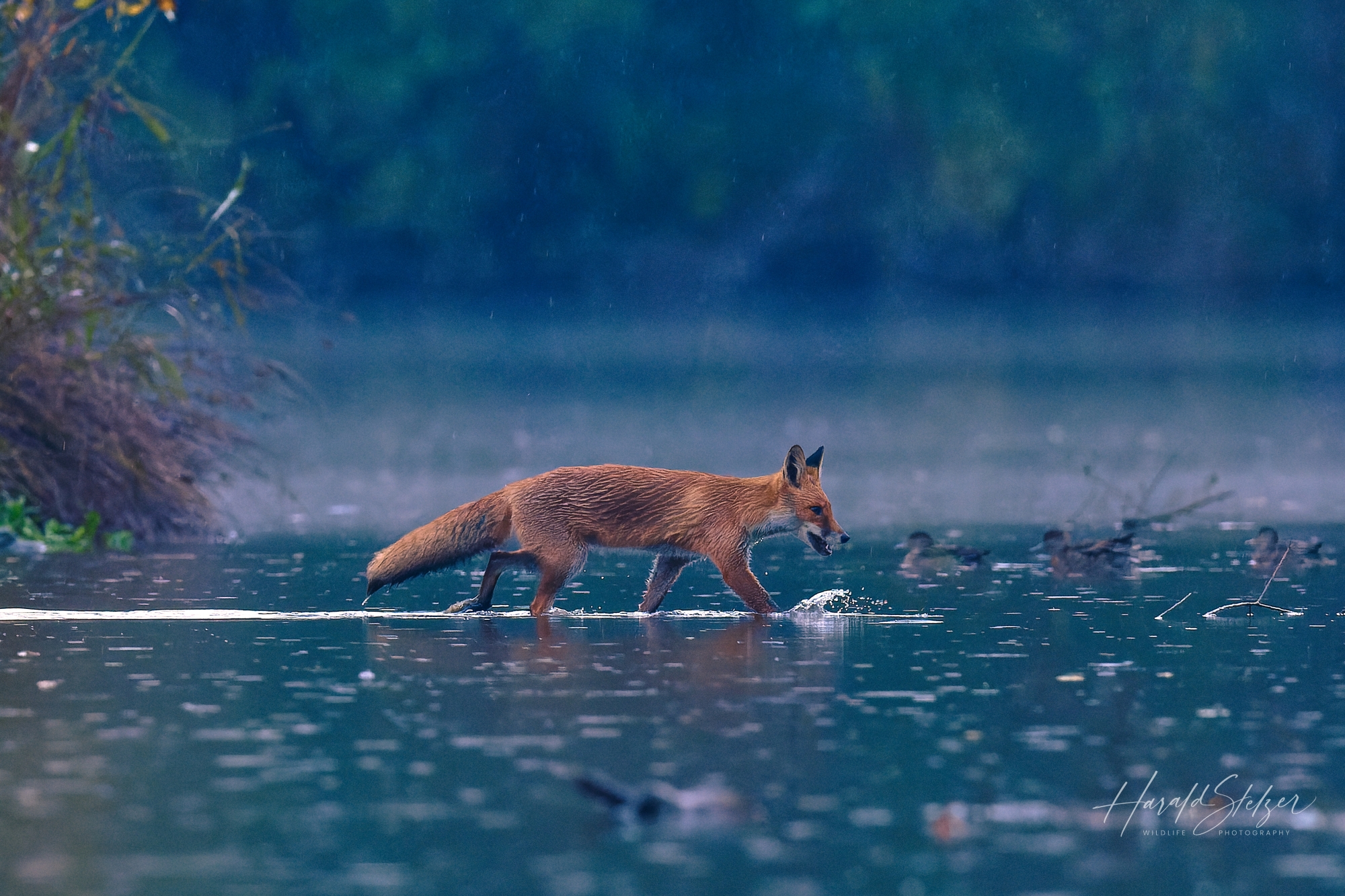 Rotfuchs/Red Fox 