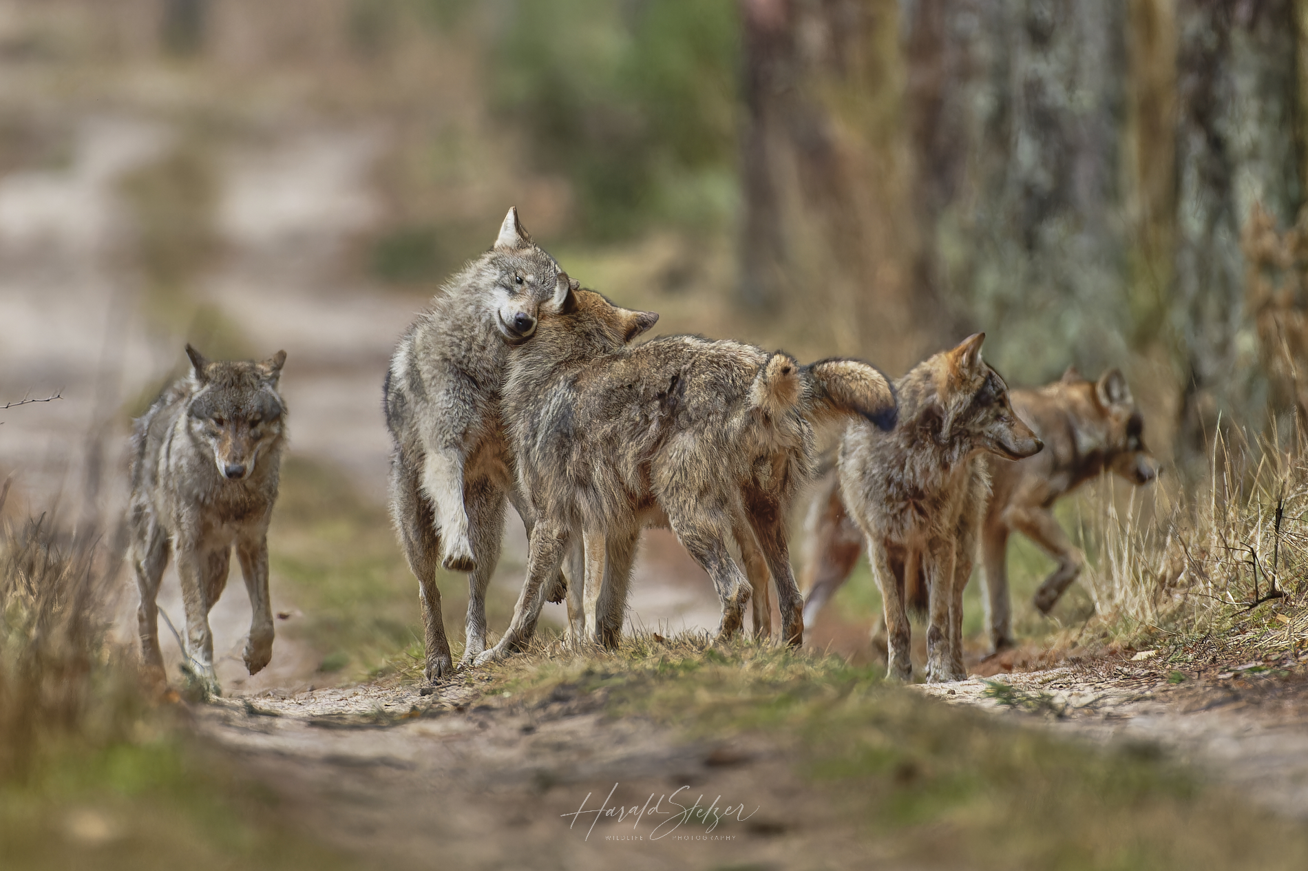Wölfe/Wolves