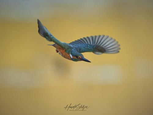 Eisvogel/Kingfisher