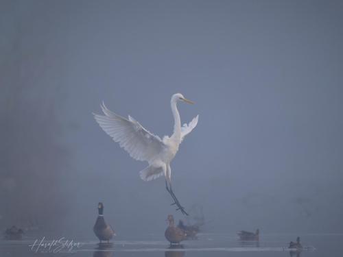 Silberreiher/Great Egret