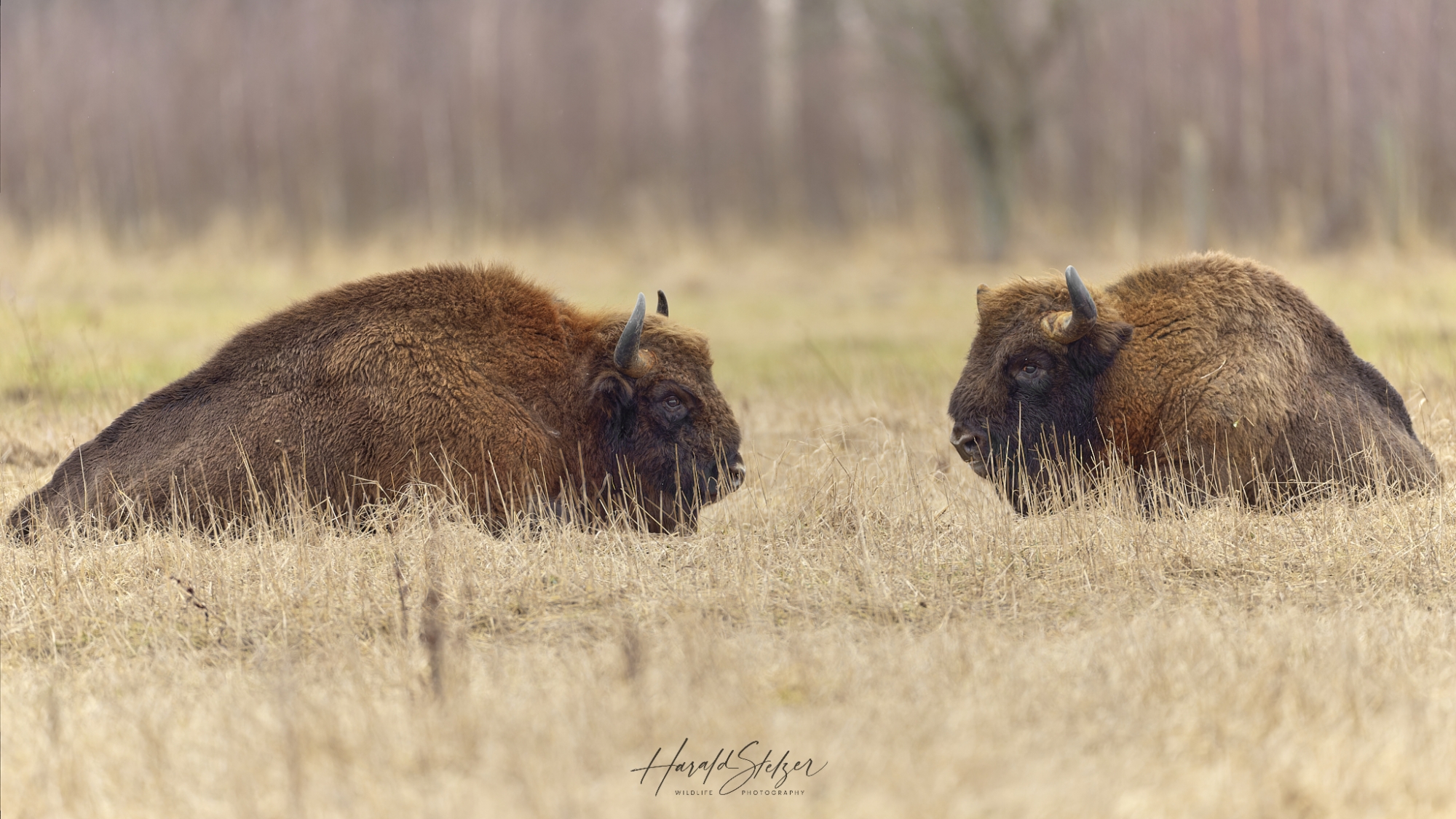 Wisent/Bisons
