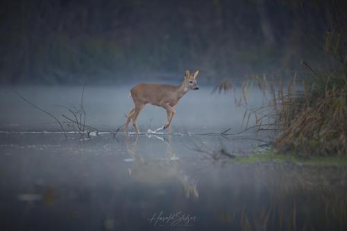 Ricke/Doe over Water