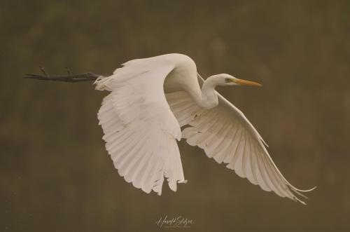 Silberreiher/Great Egret