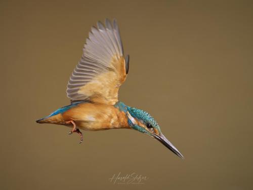 Eisvogel/Kingfisher