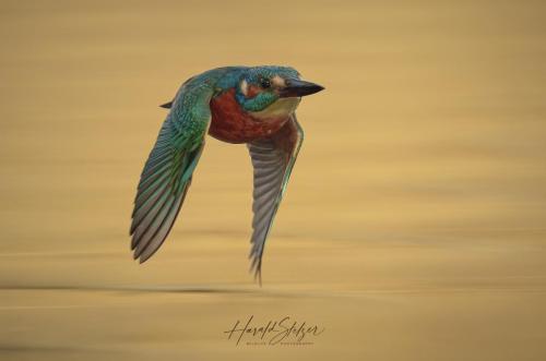 Eisvogel/Kingfisher