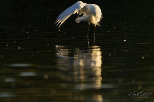 Seidenrreiher/Little Egret