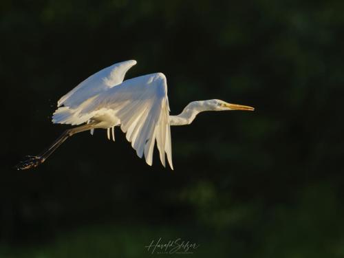 Silberreiher/Great Egret