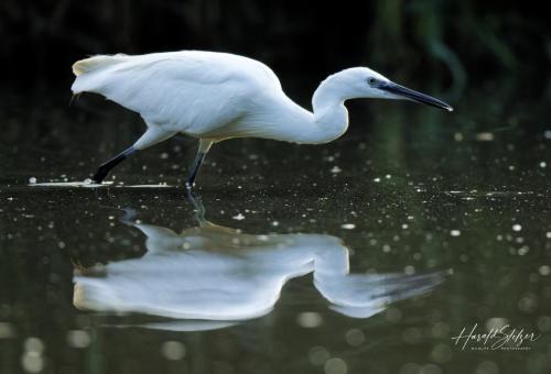 Seidenrreiher/Little Egret