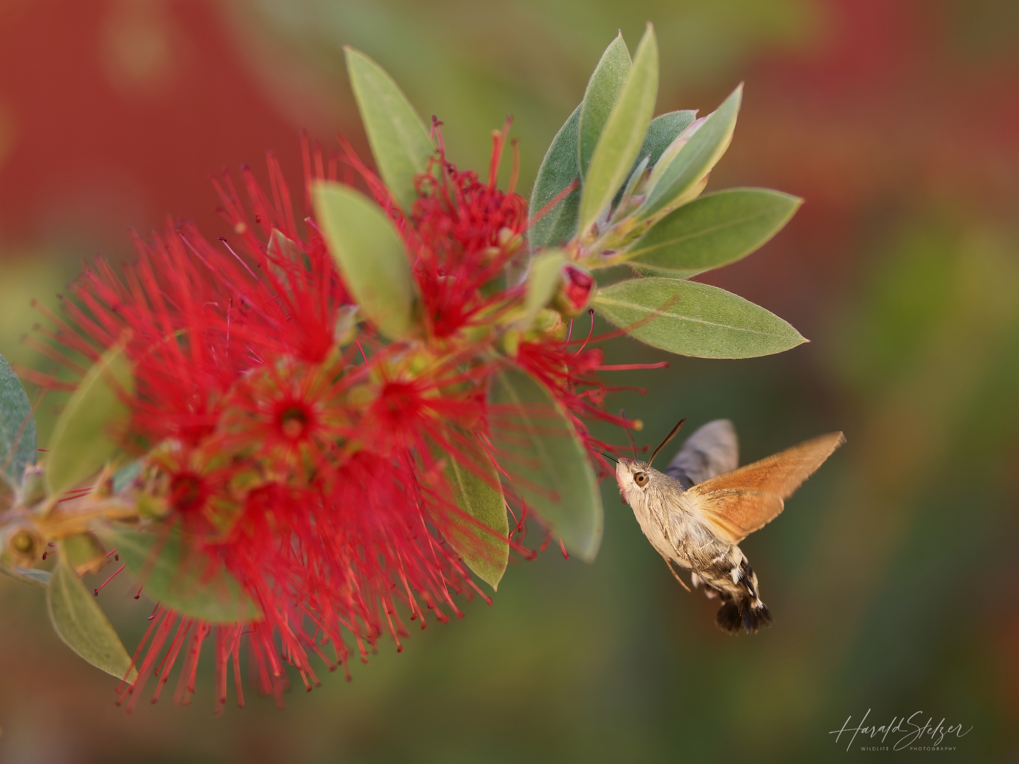 Insekten/Insects