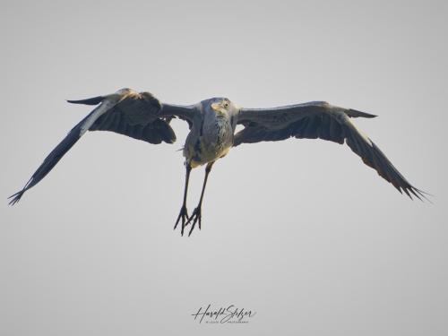 Graureiher/Grey Heron