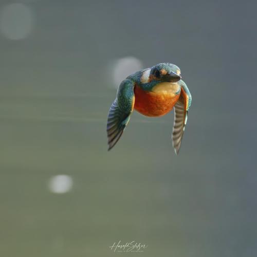 Eisvogel/Kingfisher