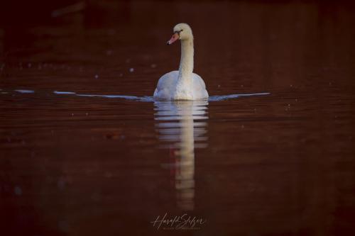 Schwäne/Swan