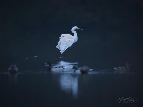 Silberreiher/Great Egret