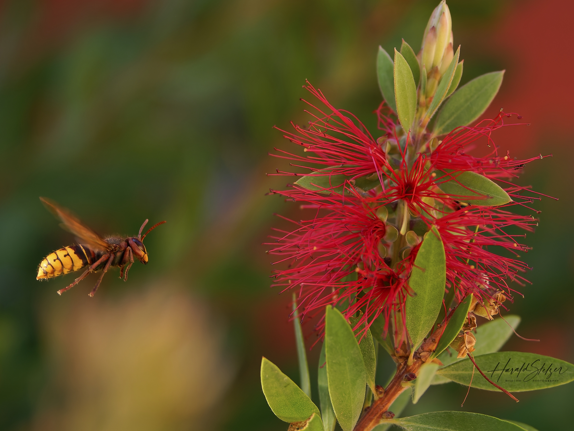 Insekten/Insects