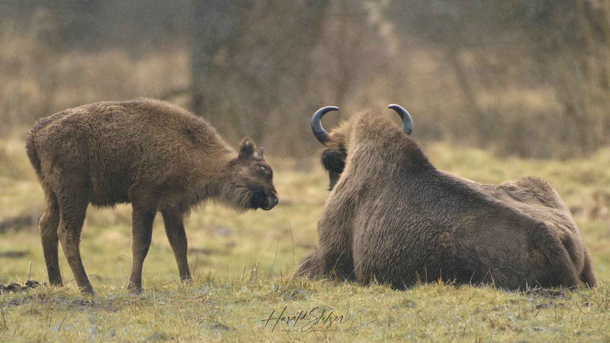 Wisent/Bisons