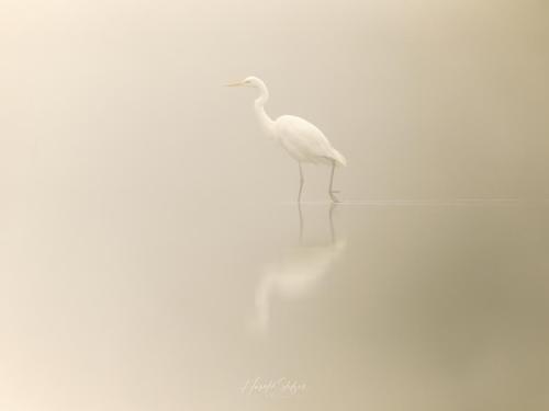 Silberreiher/Great Egret