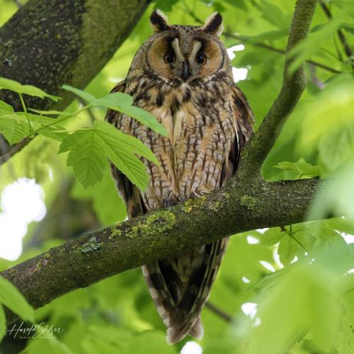 Waldohreule/Long-eared owl
