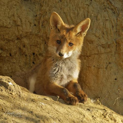 Rotfuchs/Red Fox 