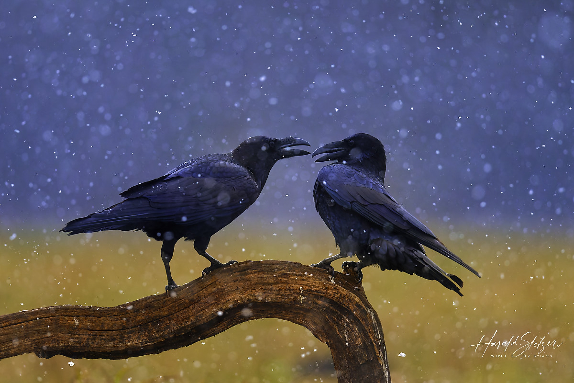 Kolkraben im Schnee/common ravens in the snow 