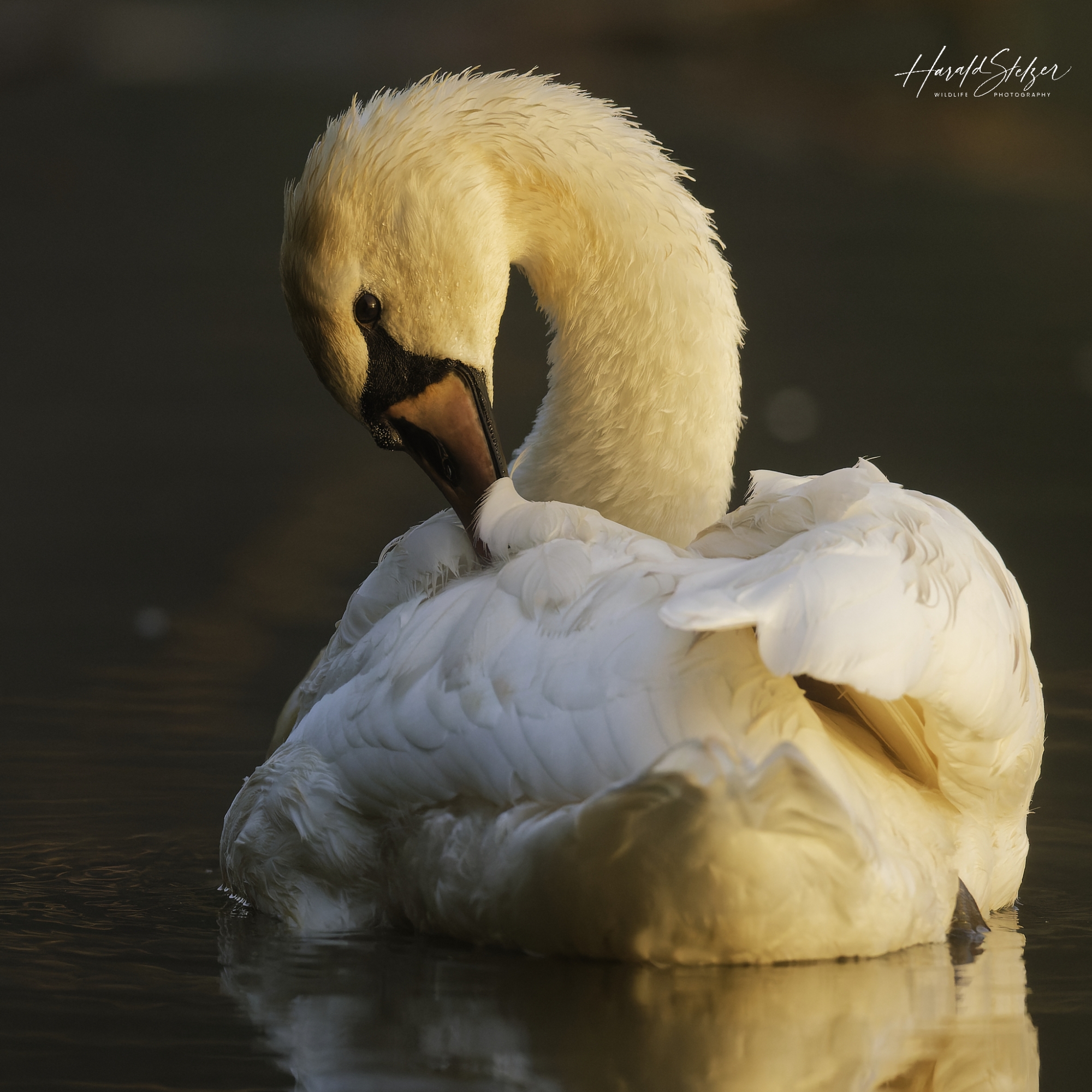 Schwäne/Swan