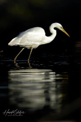 Silberreiher/Great Egret