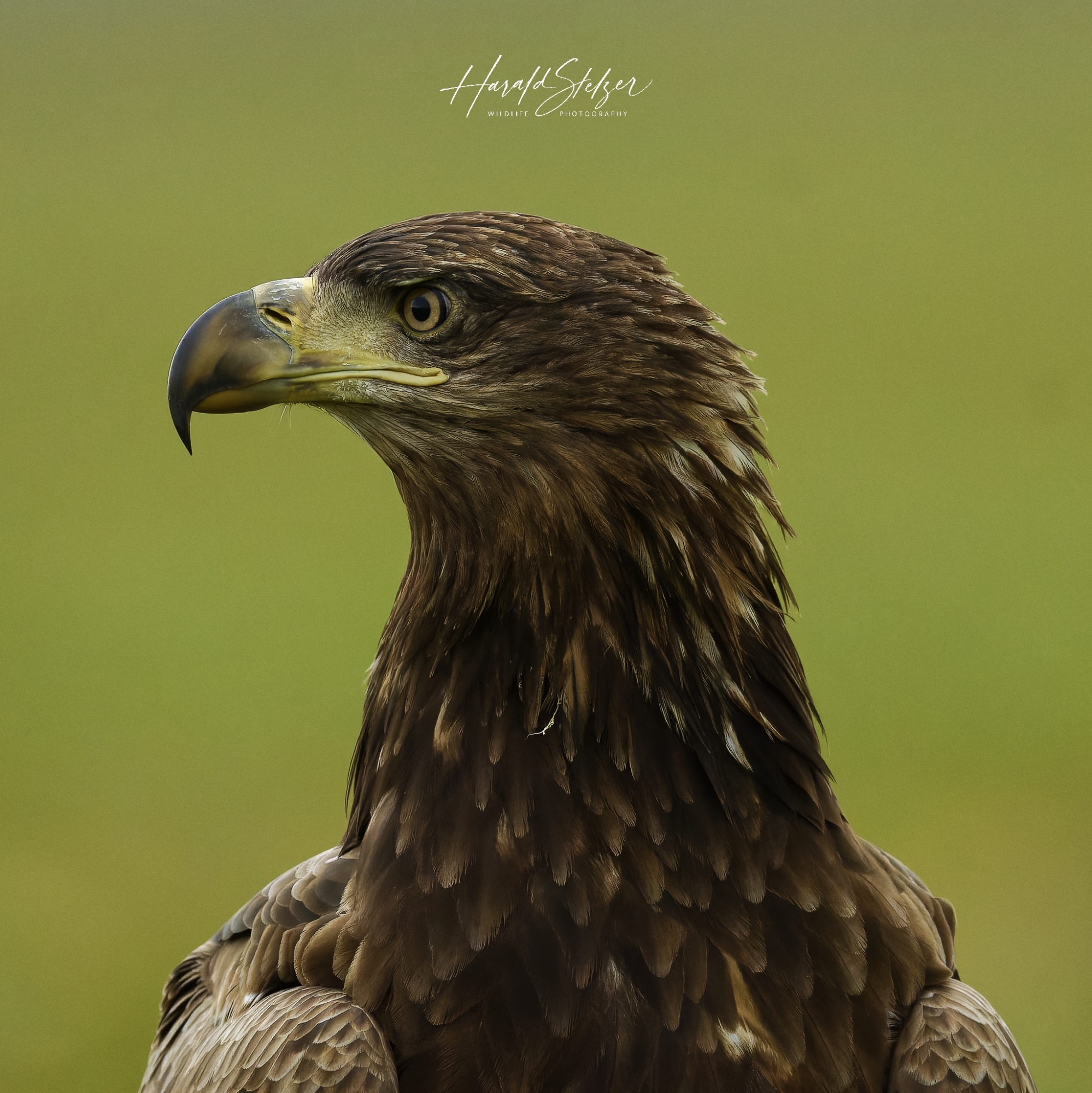 Seeadler/White-tailed Eagle 