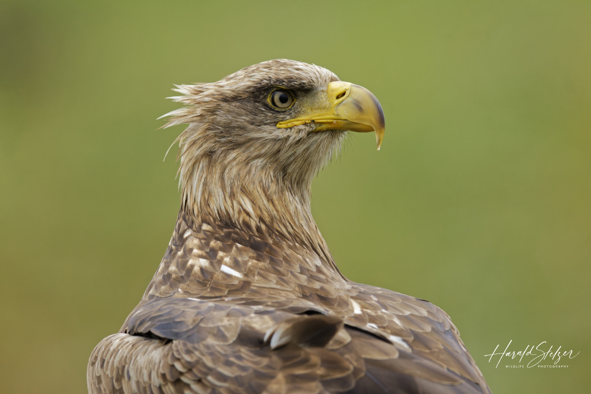 Seeadler/White-tailed Eagle 