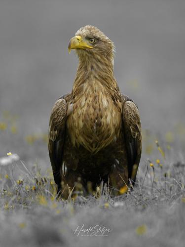 Seeadler/White-tailed Eagle 