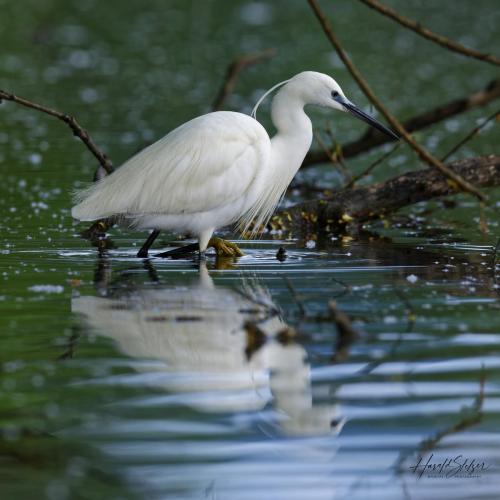 Seidenrreiher/Little Egret