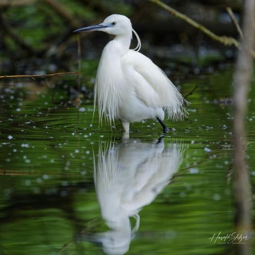 Seidenrreiher/Little Egret