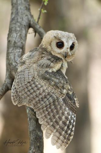 Zwergohreule/Scops owl 