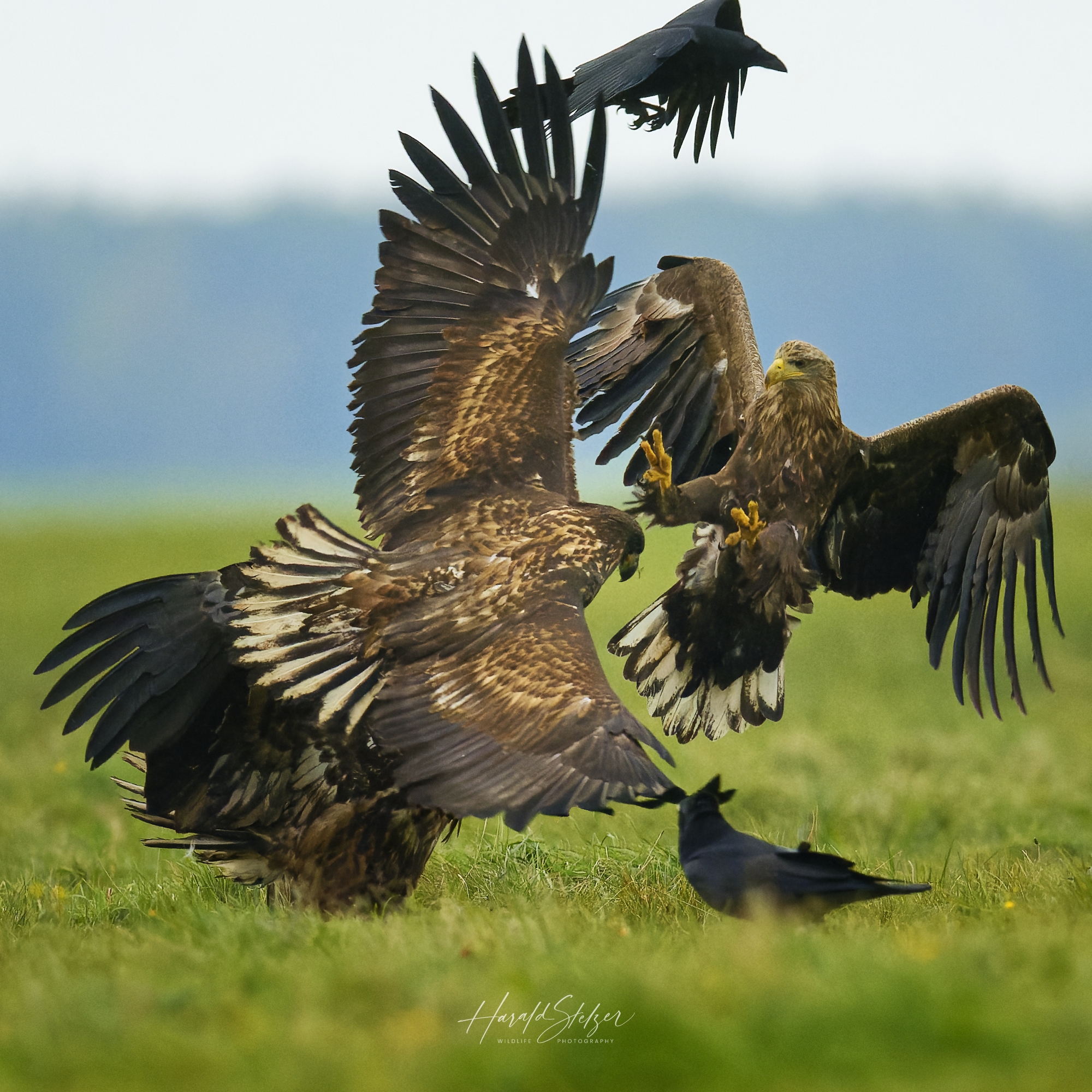 Seeadler/White-tailed Eagle 