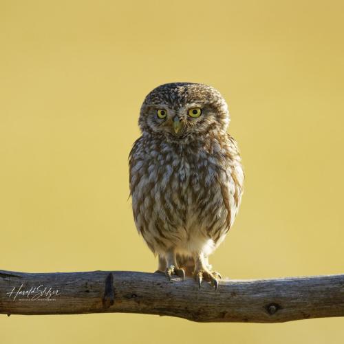 Steinkautz/Little owl 