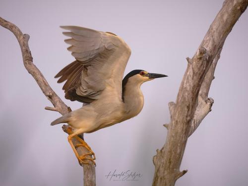 Nachtreiher/Night Heron