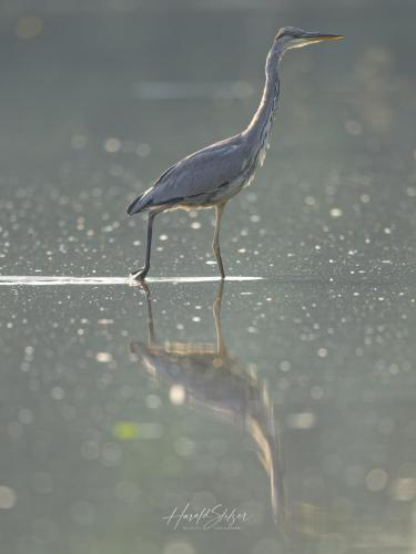 Graureiher/Grey Heron 