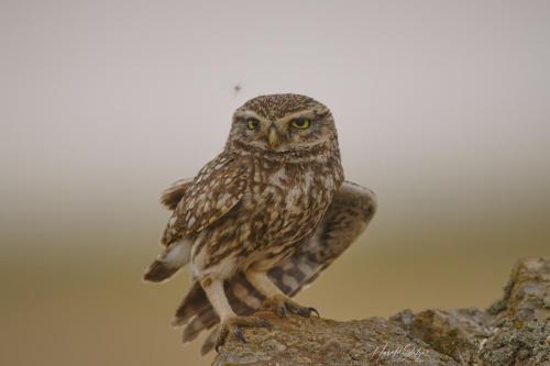 Steinkautz/Little owl 