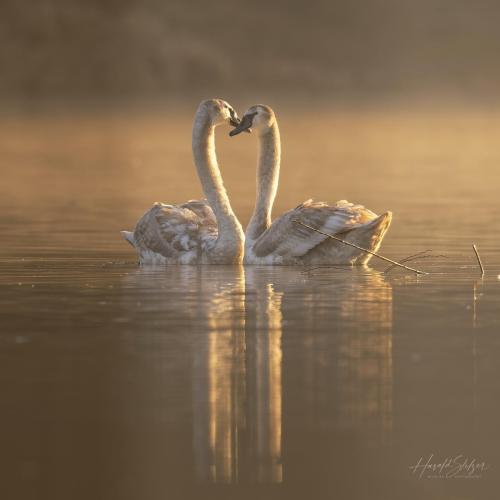 Schwäne/Swan