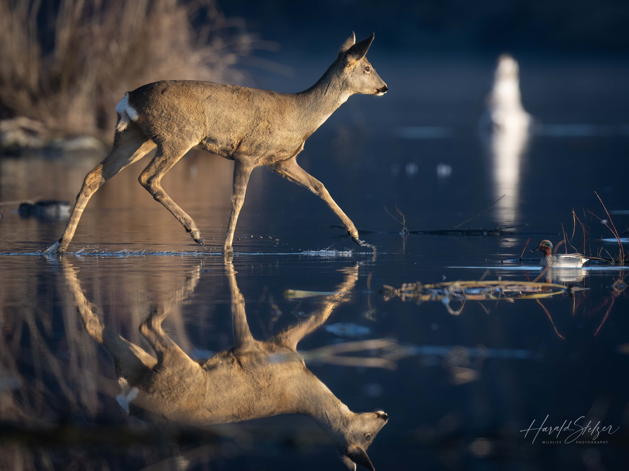 Ricke/Doe over Water