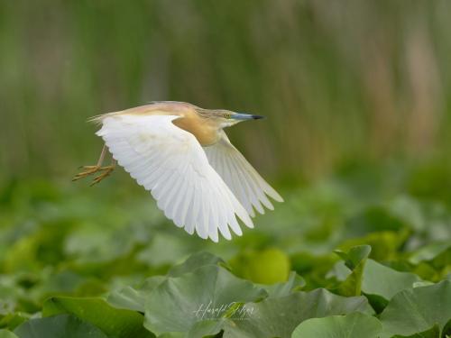 Rallenreiher/Squacco Heron