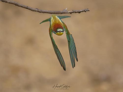 Bienenfresser/Bee-eater