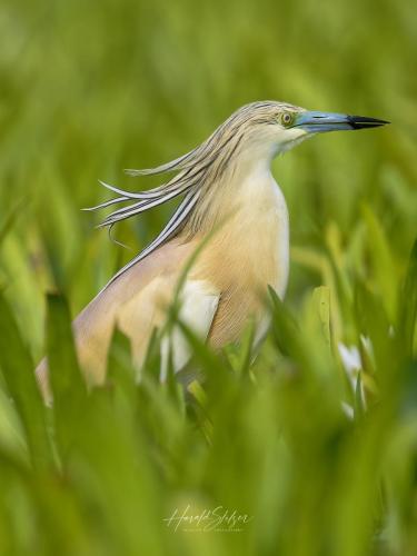 Rallenreiher/Squacco Heron