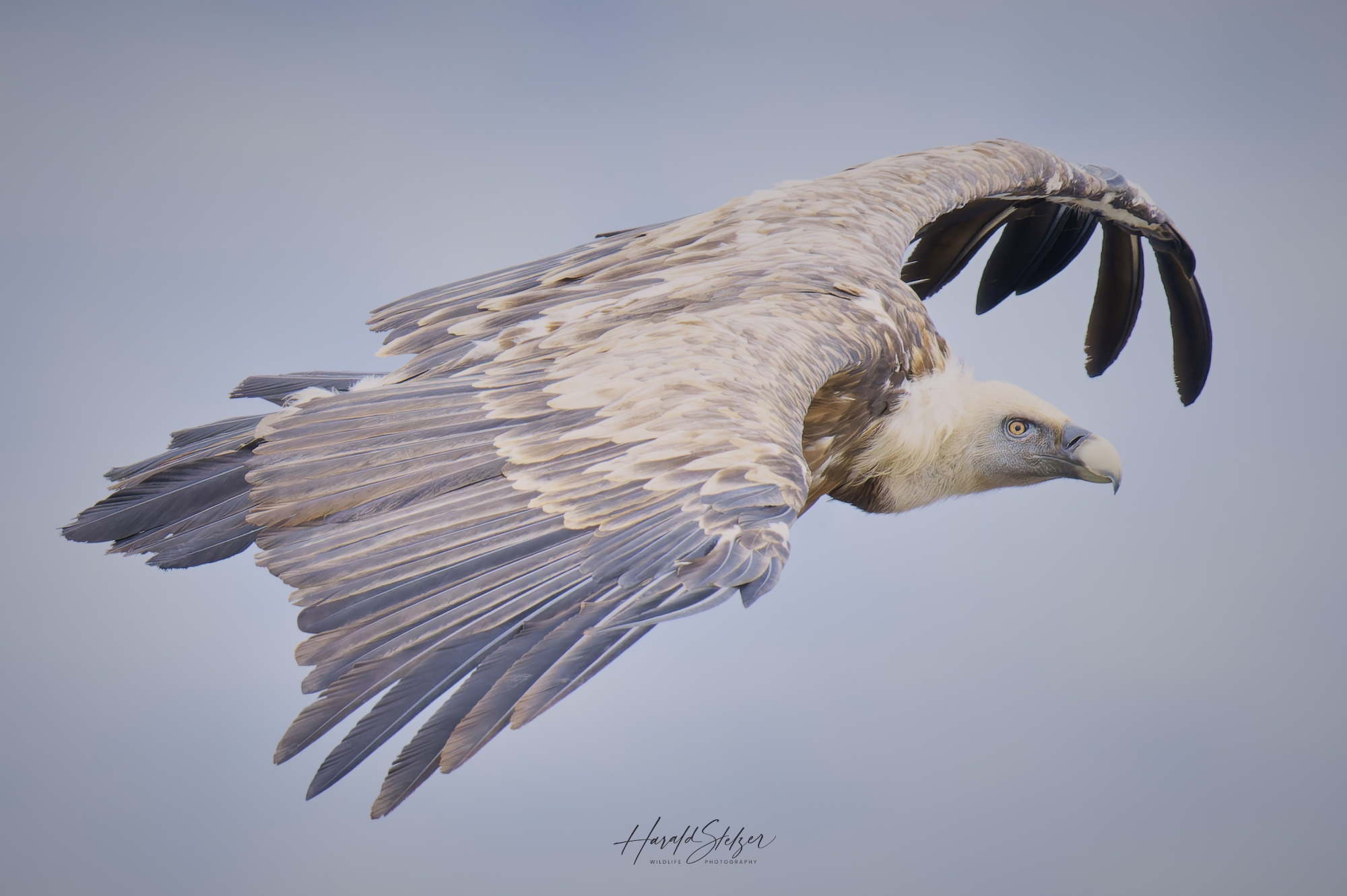 Gänsegeier/Griffon vulture