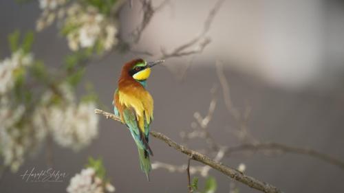 Bienenfresser/Bee-eater