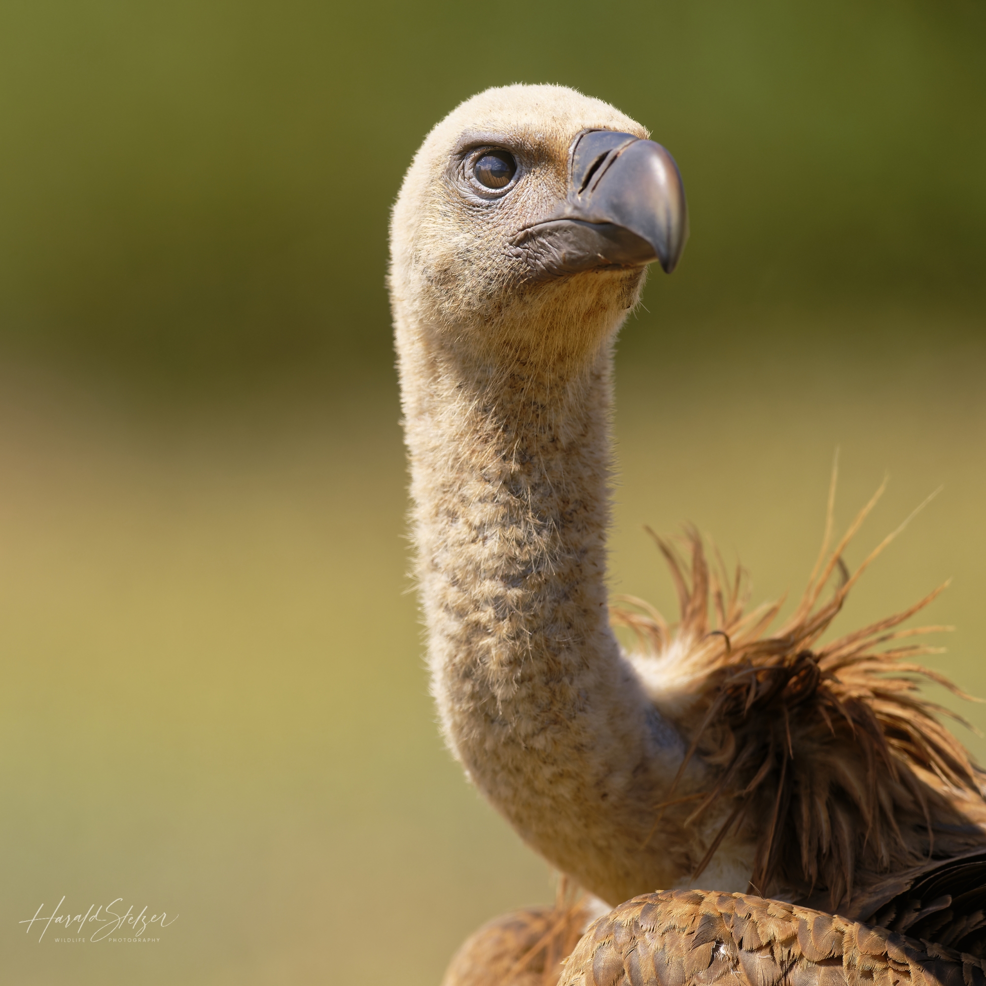 Gänsegeier/Griffon vulture