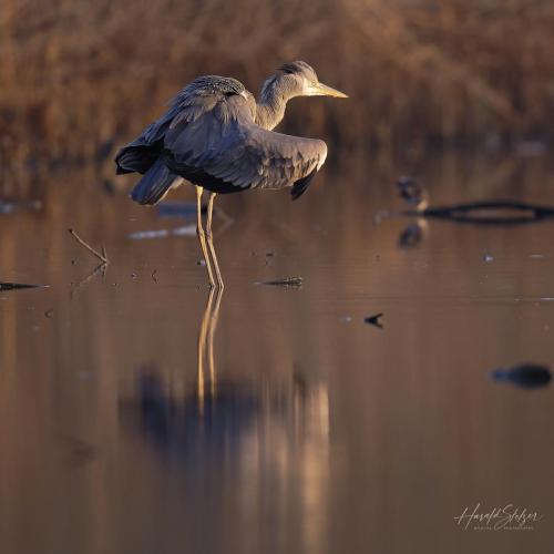 Graureiher/Grey Heron 